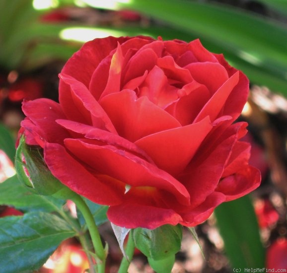 'Hot Cocoa ™ (Floribunda, Carruth 2001)' rose photo
