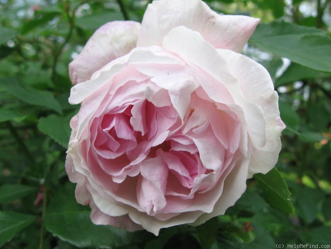 'Indica Major' rose photo