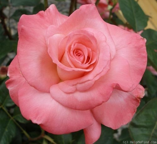 'Sheer Elegance ™' Rose