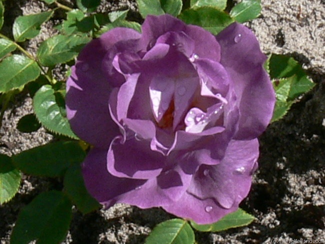'Blue For You (Floribunda, James 2001)' rose photo