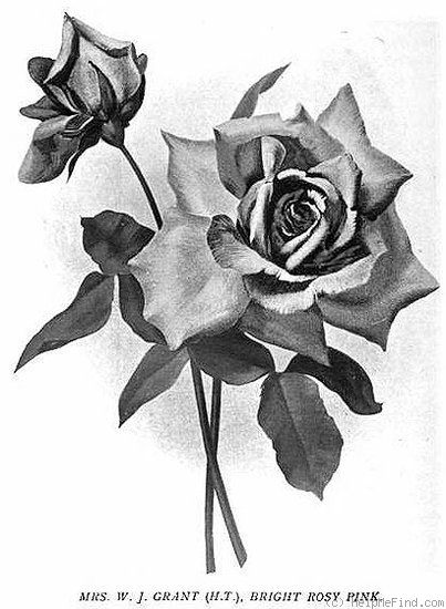 'Mrs. W. J. Grant' rose photo