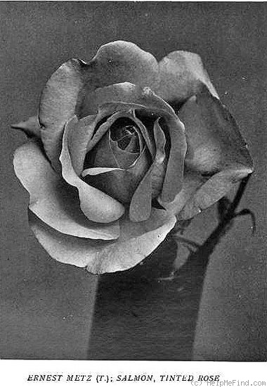 'Ernest Metz' rose photo