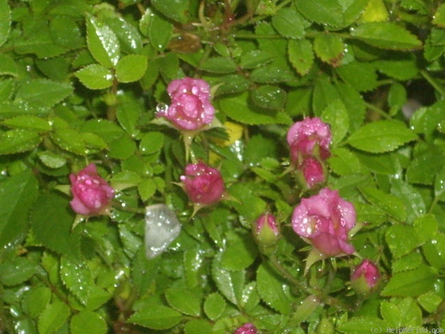 'Hi (Micro-Mini, Strawn)' rose photo