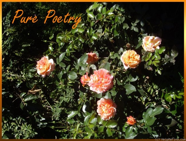 'Pure Poetry ™ (Floribunda, Zary, 1996)' rose photo