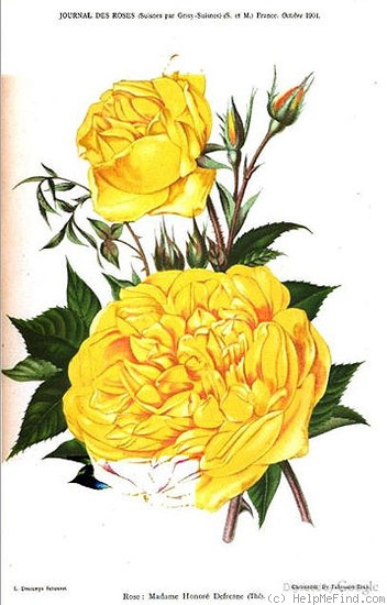 'Madame Honoré Defresne' rose photo