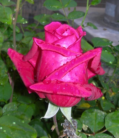 'Avon ®' Rose