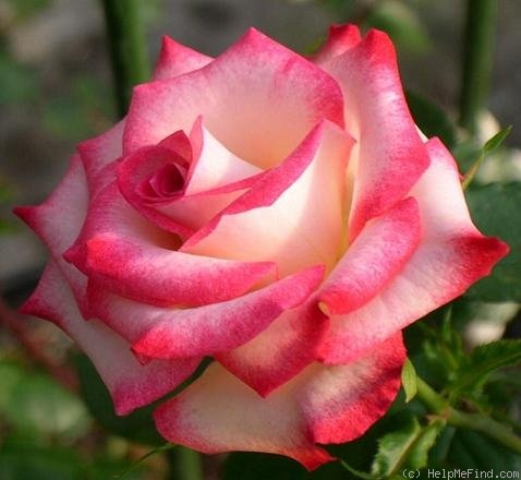 'Shameless' rose photo