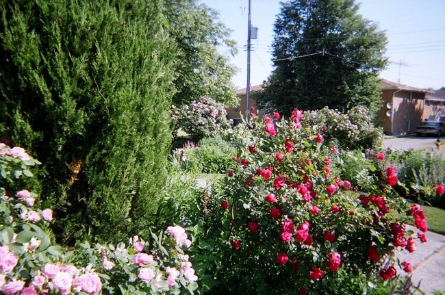 'Thorngrower's garden'  photo
