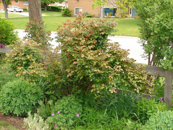 'Thorngrower's garden'  photo
