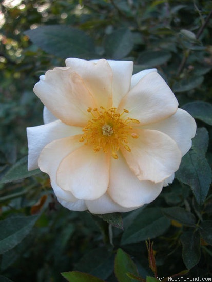 'Buttercream China' rose photo