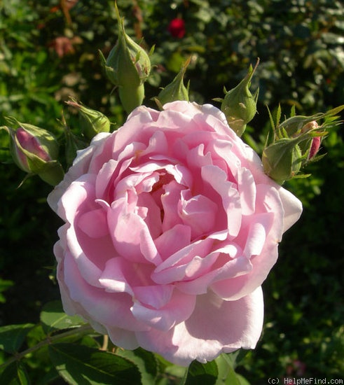 'Larry Daniels (hybrid perpetual, Liggett 1995)' rose photo