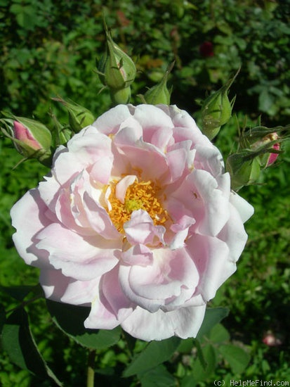 'Larry Daniels (hybrid perpetual, Liggett 1995)' rose photo