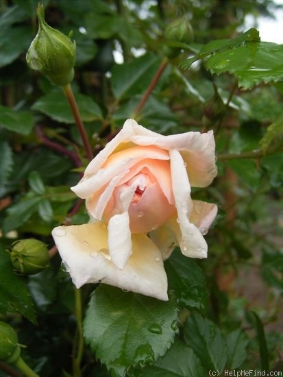 'Désiré Bergera' rose photo