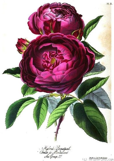 'Comte de Montalivet' rose photo
