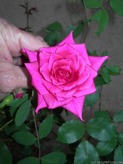 'Lady Ann Kidwell (Polyantha, Krebs, 1948)' rose photo