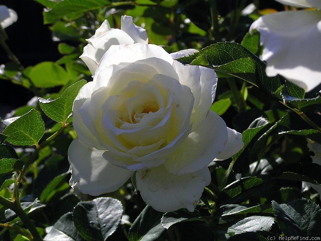 'Moondance (floribunda, Zary, 2007)' rose photo