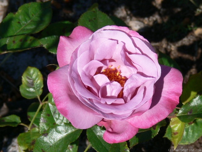'Muriel Robin ®' rose photo