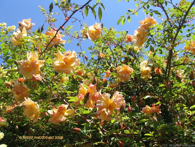 'Gold of Ophir' rose photo