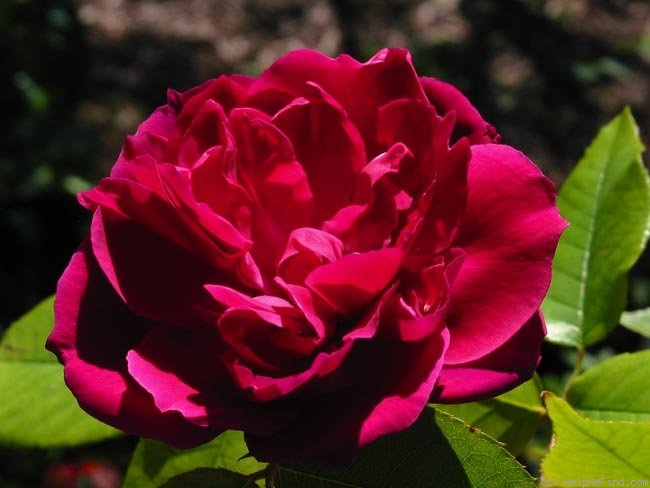 'Monsieur Tillier' rose photo