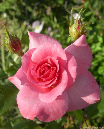 'Elegant Design' rose photo