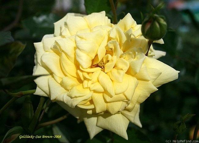 'Goldilocks (floribunda, Boerner, 1945)' rose photo