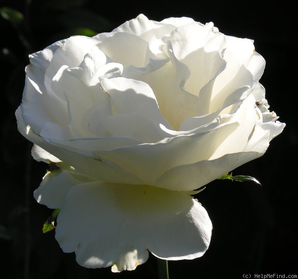 'Snow Queen (hybrid tea, Taschner 2001)' rose photo