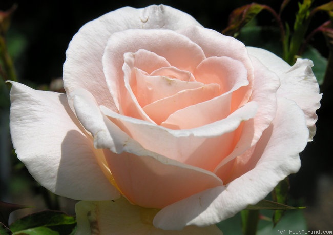 'Priceless Pearl' rose photo
