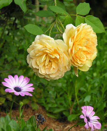 'Golden Celebration ™' rose, click to enlarge 'Golden Celebration ™' rose photo