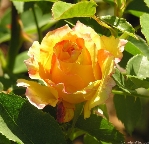'SOS Children's Rose' rose photo
