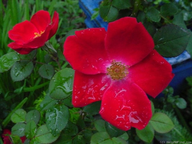 'Home Run ™(shrub, Carruth 2001)' rose photo