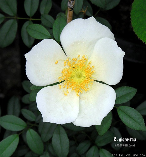 '<i>Rosa gigantea macrocarpa</i>' rose photo