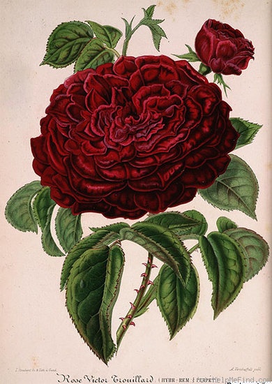 'Victor Trouillard' rose photo