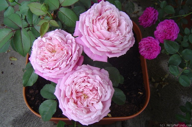'Sœur Emmanuelle ®' rose photo
