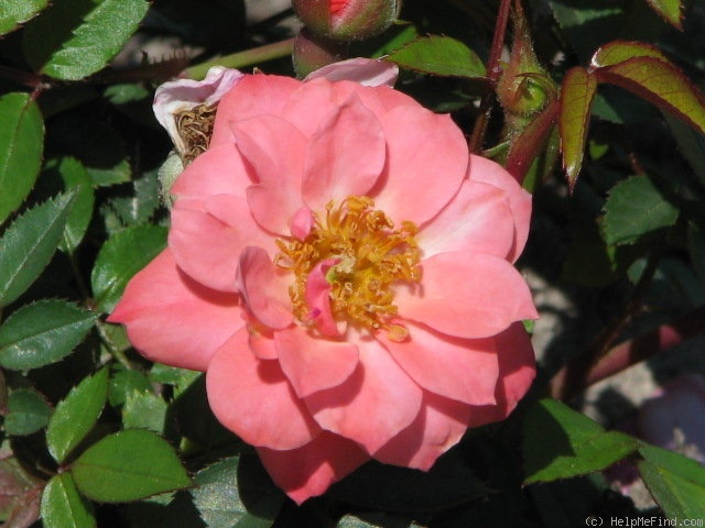 'New Penny' rose photo