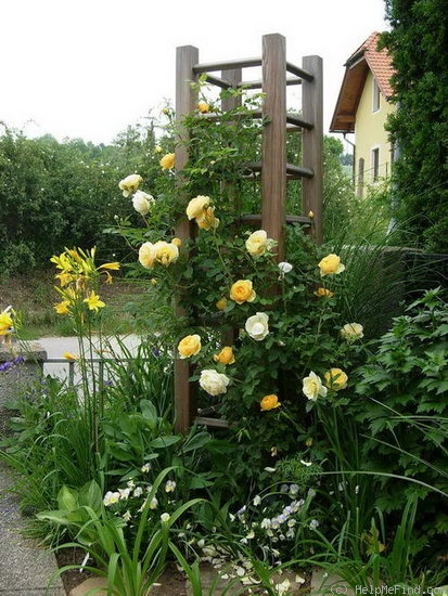 'Graham Thomas' rose photo