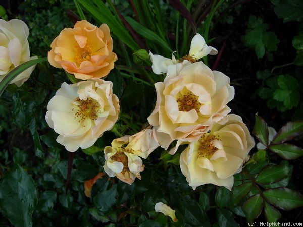 'Amber Sun ® (floribunda, Kordes, 1994/2005)' rose photo