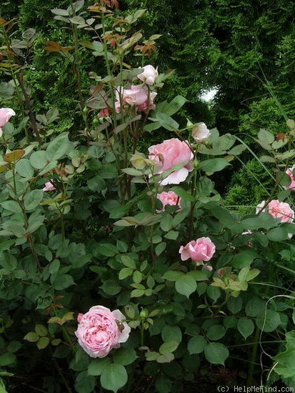 'Brother Cadfael' rose, click to enlarge 'Brother Cadfael' rose photo