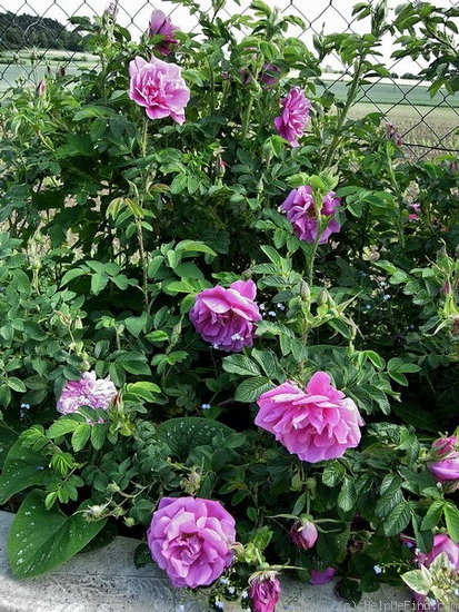 'Pierette' rose photo