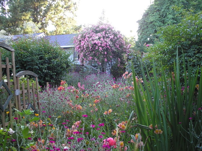 'Zuzu's Northern California Garden'  photo
