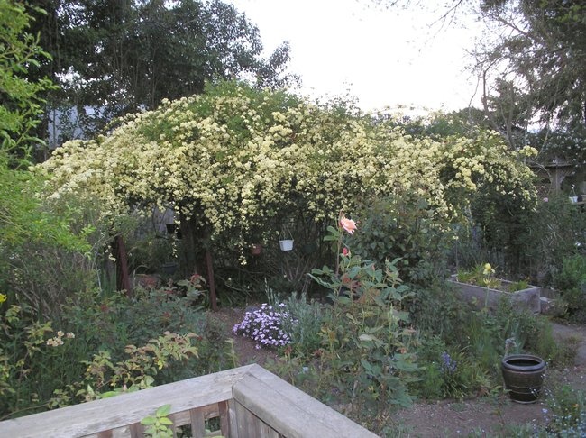 'Zuzu's Northern California Garden'  photo