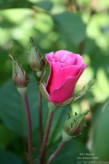 'Else Poulsen' rose photo