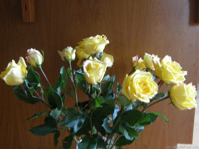 'Aalsmeer Gold ®' rose photo