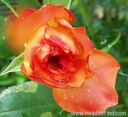 'Fruitee' rose photo