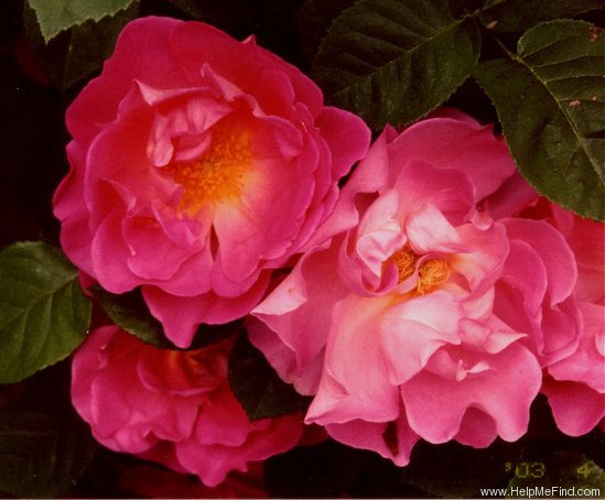 'The Herbalist' rose photo