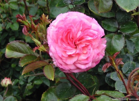 'MEIviolin' rose photo