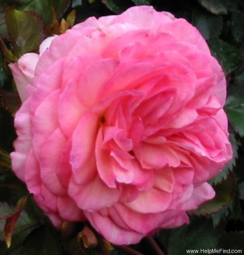 'MEIviolin' rose photo