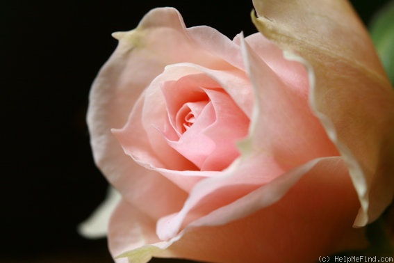 'Coral Dawn x Sangerhäuser Jubiläumsrose' rose photo