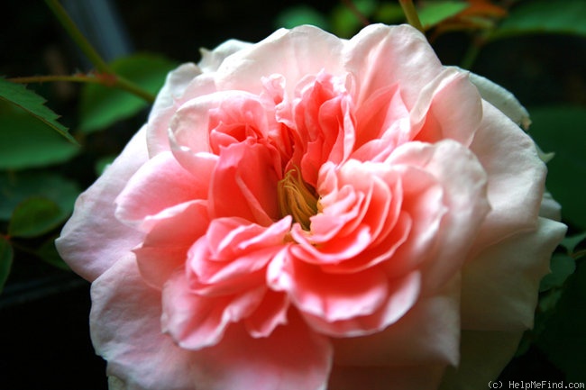 'Coral Dawn x Sangerhäuser Jubiläumsrose' rose photo