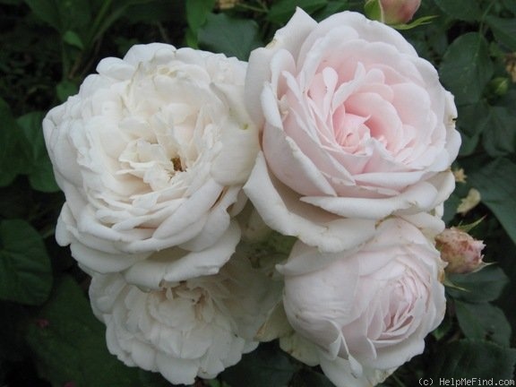 'Heinrich Blanc' rose photo