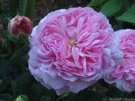 'Aimable Amie' rose photo